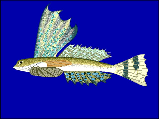 ภาพประกอบของ ปลาแมนดาริน rameus (Synchiropus rameus)