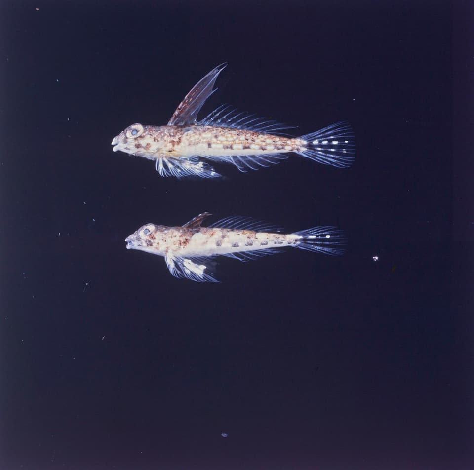 ภาพประกอบของ ปลาแมนดาริน randalli (Synchiropus randalli)