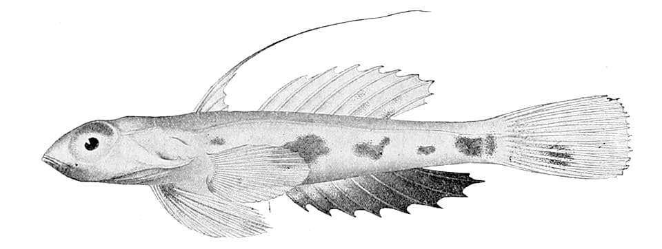 ภาพประกอบของ ปลาแมนดารินจิ๋วฮาวาย (Synchiropus rubrovinctus)
