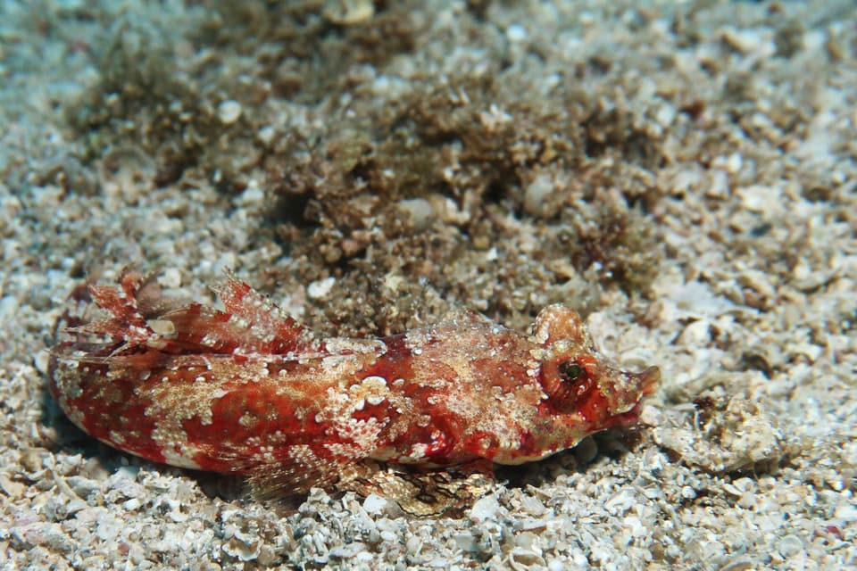 ภาพประกอบของ ปลาแมนดาริน sechellensis (Synchiropus sechellensis)