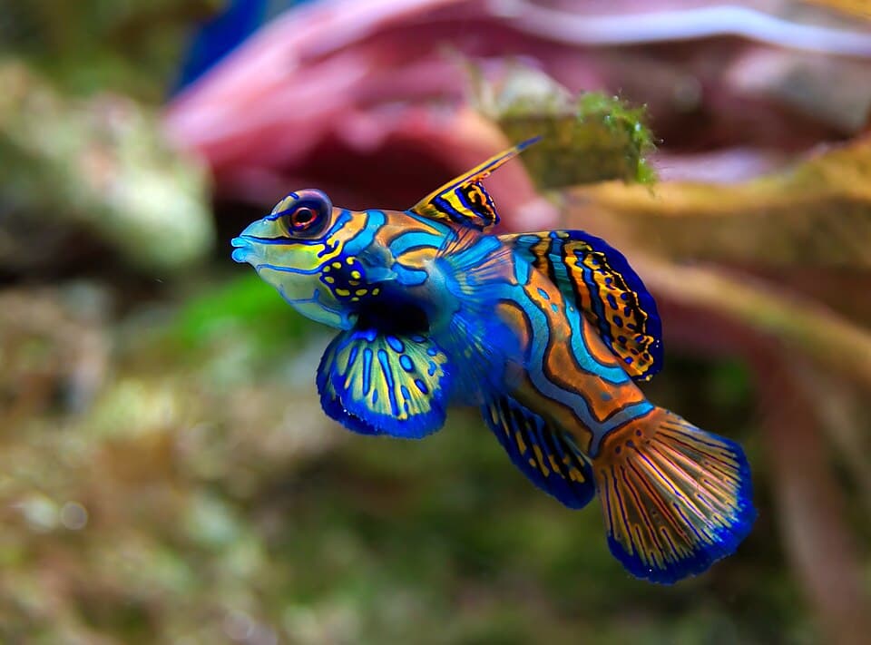 ภาพ ปลาแมนดาริน (Synchiropus splendidus)