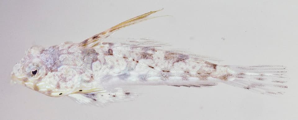 ภาพประกอบของ ปลาแมนดาริน springeri (Synchiropus springeri)