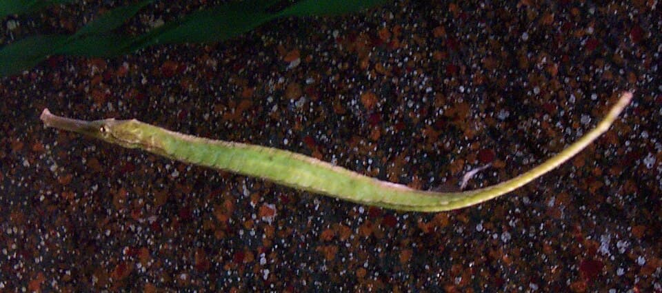 ภาพประกอบของ ปลาจิ้มฟันจระเข้ท้องคม (Syngnathoides biaculeatus)