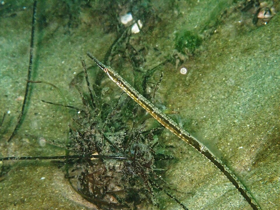 ภาพประกอบของ ปลาจิ้มฟันจระเข้ californiensis (Syngnathus californiensis)