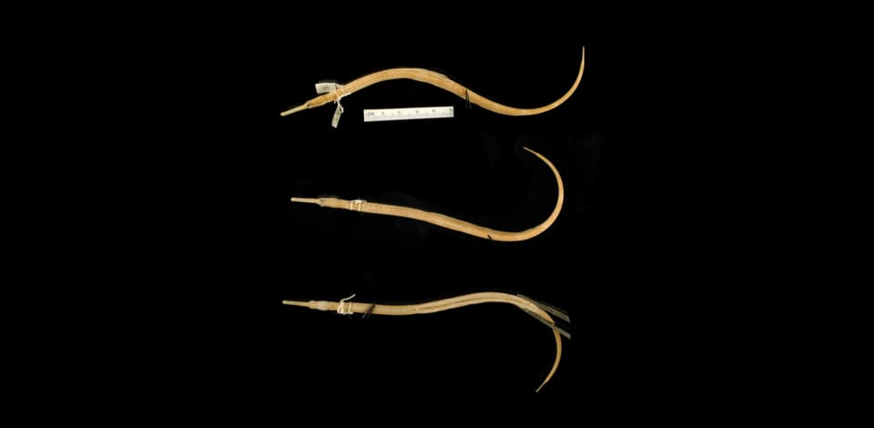 ภาพประกอบของ ปลาจิ้มฟันจระเข้ carinatus (Syngnathus carinatus)