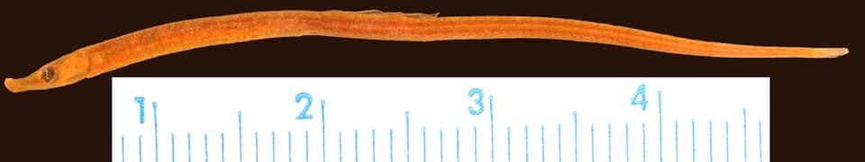 ภาพประกอบของ ปลาจิ้มฟันจระเข้ jaumei (Syngnathus jaumei)