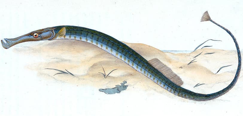 ภาพประกอบของ ปลาจิ้มฟันจระเข้ pelagicus (Syngnathus pelagicus)