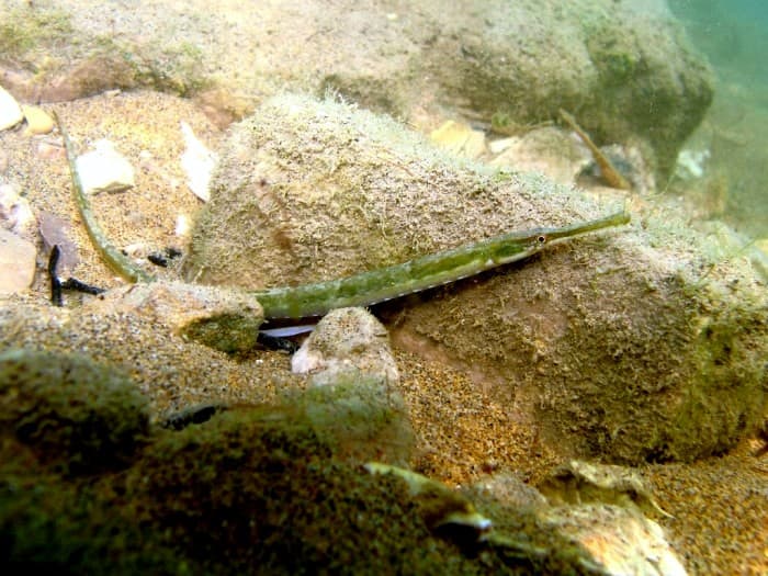 ภาพประกอบของ ปลาจิ้มฟันจระเข้ taenionotus (Syngnathus taenionotus)