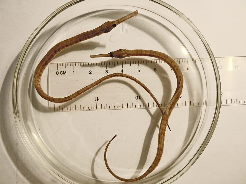 ภาพประกอบของ ปลาจิ้มฟันจระเข้ tenuirostris (Syngnathus tenuirostris)