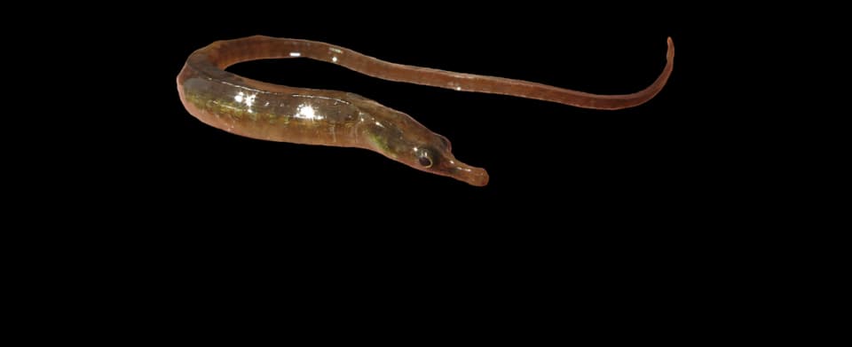 ภาพประกอบของ ปลาจิ้มฟันจระเข้ปากแม่น้ำ (Syngnathus watermeyeri)