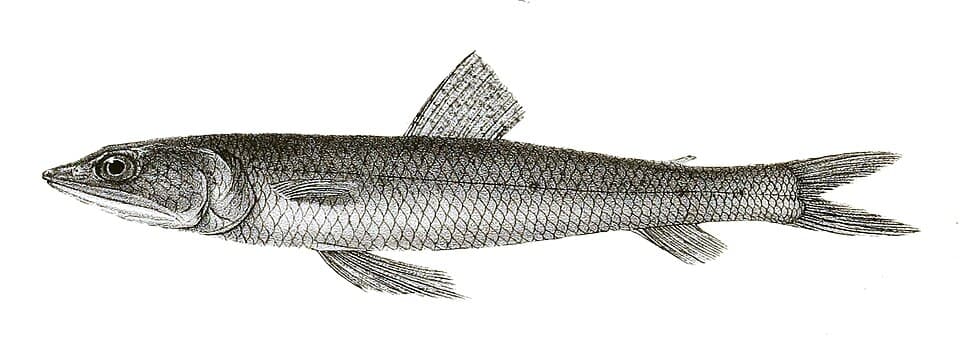 ภาพประกอบของ ปลา indicus (Synodus indicus)
