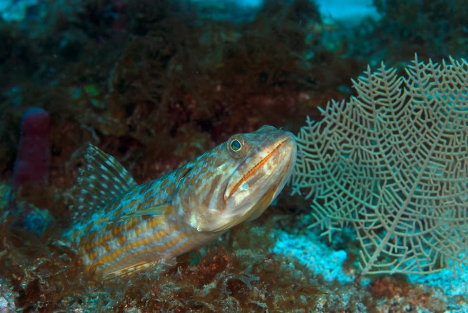 ภาพประกอบของ ปลา intermedius (Synodus intermedius)