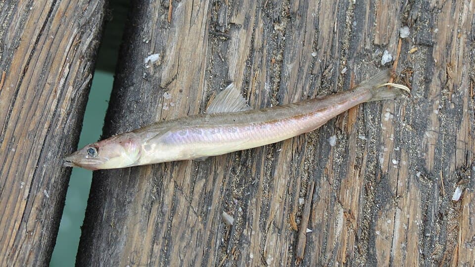 ภาพประกอบของ ปลา lucioceps (Synodus lucioceps)