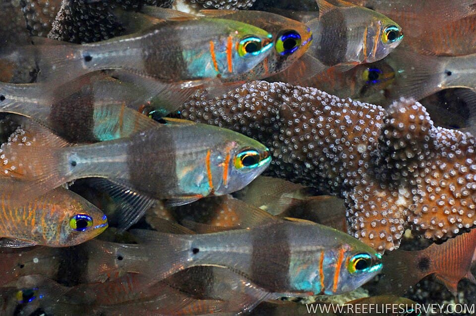 ภาพประกอบของ ปลาอมไข่ zosterophora (Taeniamia zosterophora)