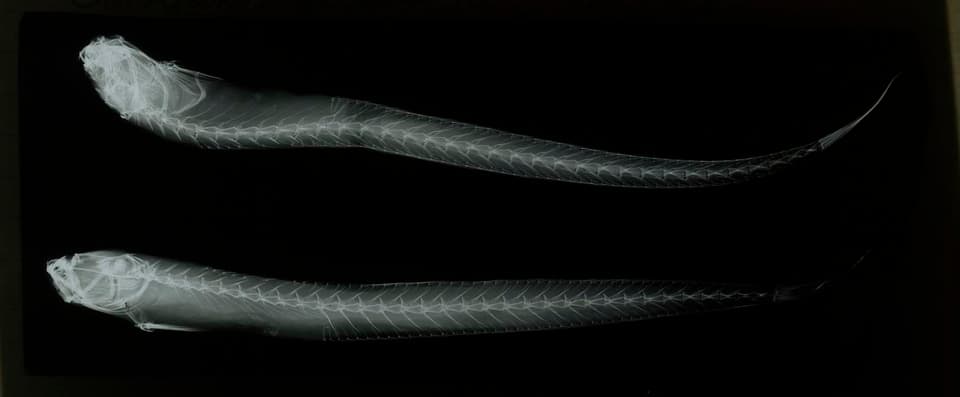 ภาพประกอบของ ปลาบู่ caeculus (Taenioides caeculus)
