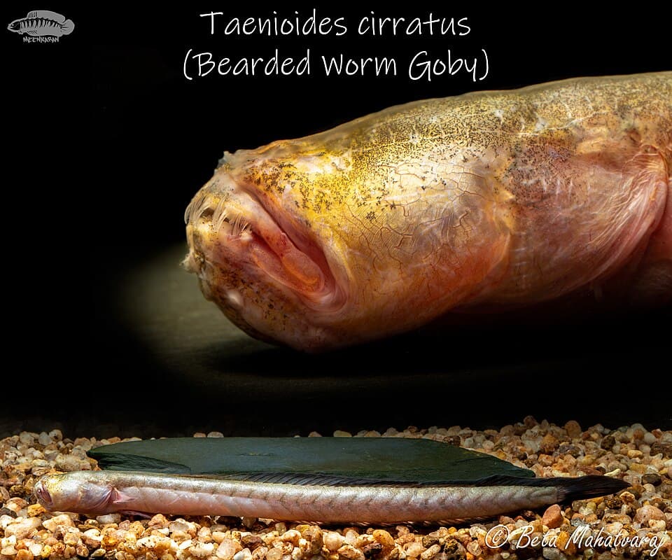 ภาพประกอบของ ปลาเขือคางยื่น (Taenioides cirratus)