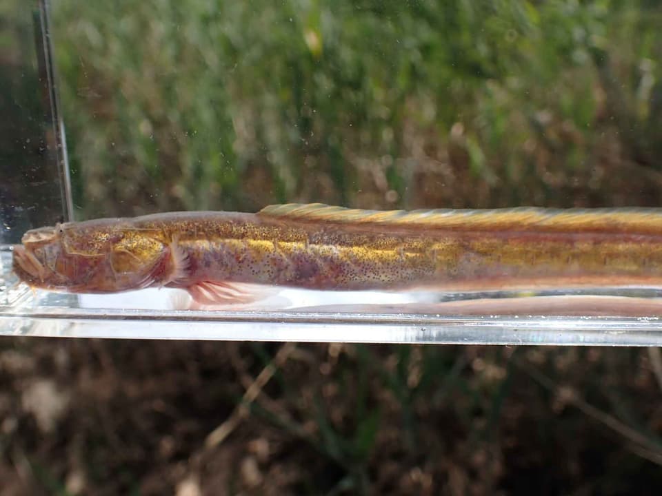 ภาพประกอบของ ปลาเขือเรียว (Taenioides gracilis)