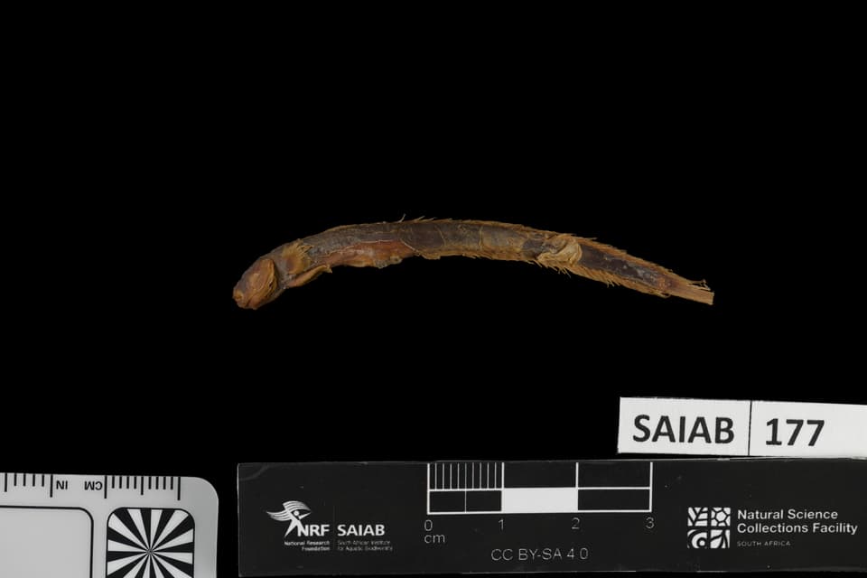 ภาพประกอบของ ปลาบู่บู่ (Taenioides jacksoni)