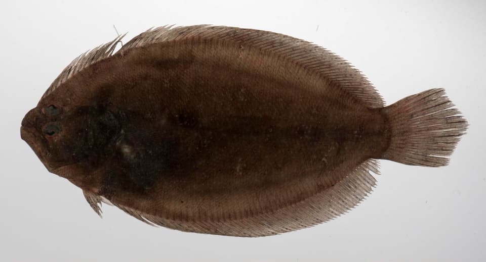 ภาพประกอบของ ปลา ocellata (Taeniopsetta ocellata)