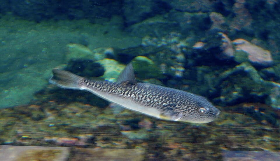 ภาพประกอบของ ปลาปักเป้า poecilonotus (Takifugu poecilonotus)