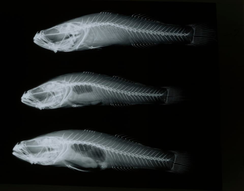 ภาพประกอบของ ปลาบู่ siitensis (Tamanka siitensis)