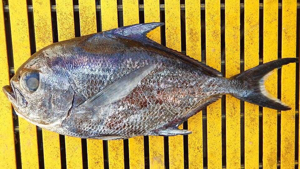 ภาพประกอบของ ปลา steindachneri (Taractichthys steindachneri)