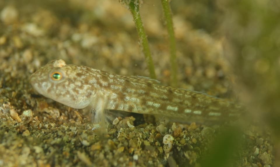 ภาพประกอบของ ปลาบู่ gloveri (Tasmanogobius gloveri)