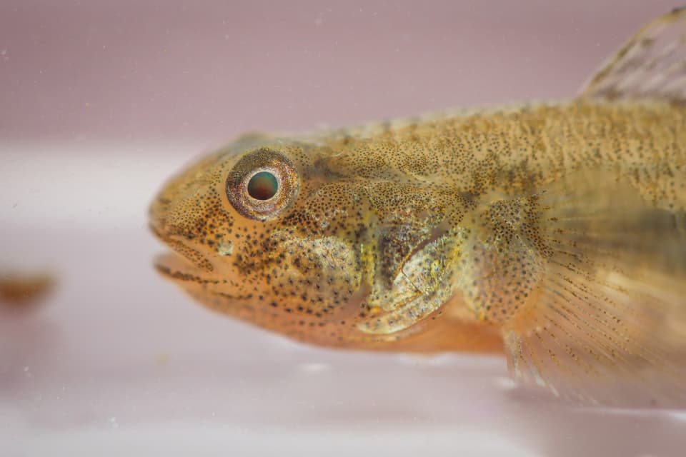 ภาพประกอบของ ปลาบู่บู่ (Tasmanogobius lasti)