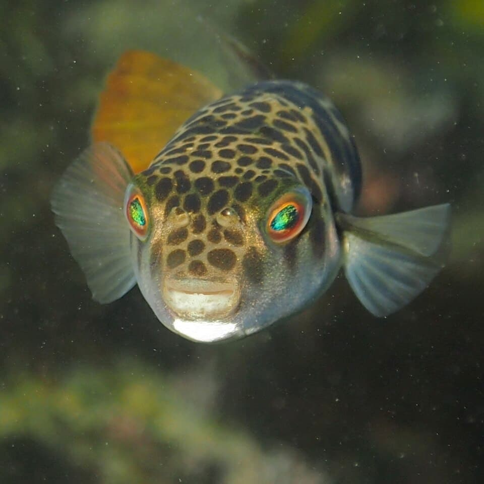 ภาพประกอบของ ปลาปักเป้าผิวเรียบ (Tetractenos glaber)