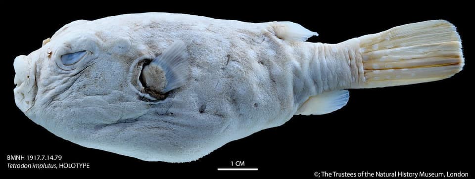 ภาพประกอบของ ปลาปักเป้าขาวลายจุด (Tetraodon implutus)