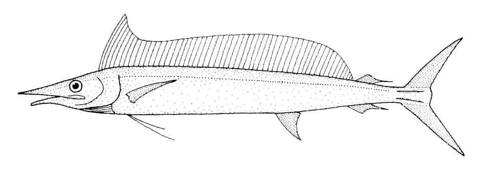 ภาพประกอบของ ปลา angustirostris (Tetrapturus angustirostris)