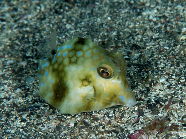 ภาพ ปลากระดูก (Tetrosomus concatenatus)
