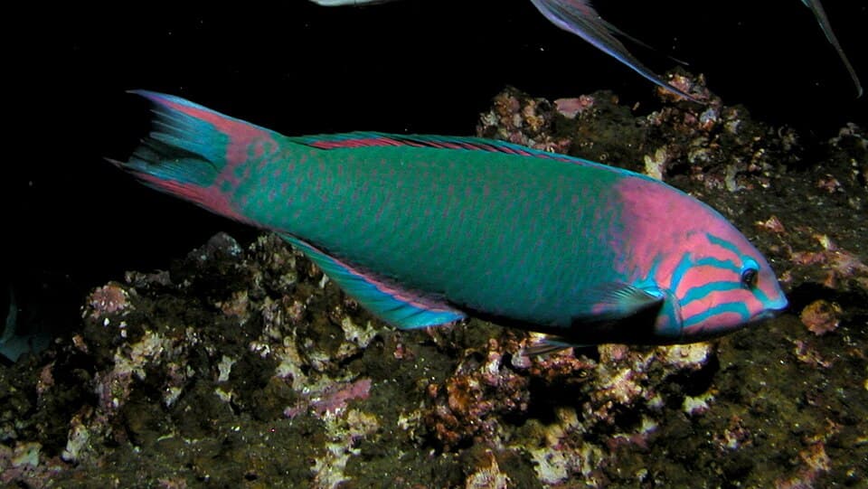 ภาพประกอบของ ปลานกขุนทองอาทิตย์อัสดง (Thalassoma grammaticum)