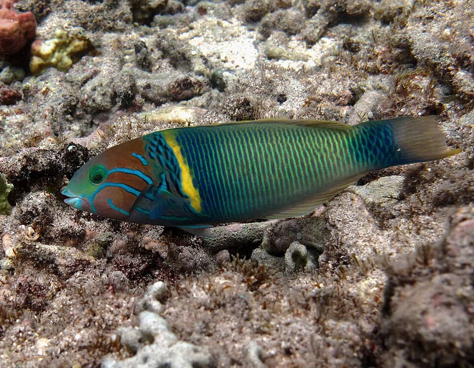 ภาพประกอบของ ปลานกขุนทอง hebraicum (Thalassoma hebraicum)