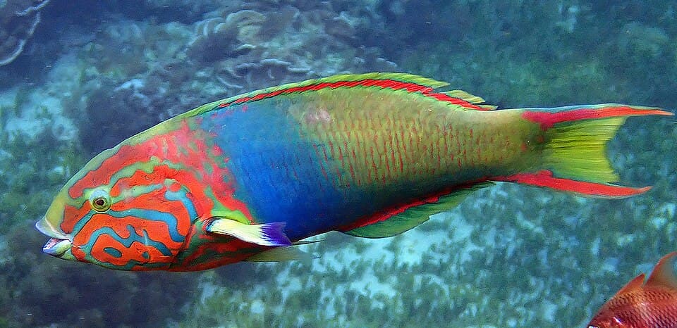 ภาพประกอบของ ปลานกขุนทองน้ำเงิน (Thalassoma lutescens)