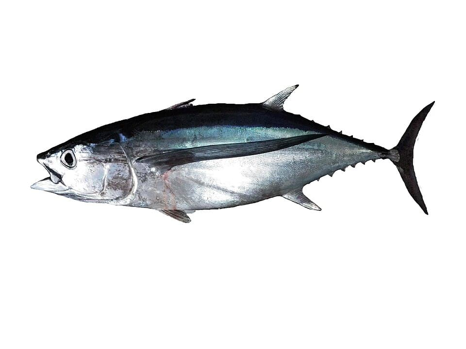 ภาพประกอบของ ปลา alalunga (Thunnus alalunga)