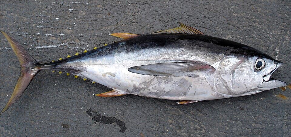 ภาพประกอบของ ปลา obesus (Thunnus obesus)