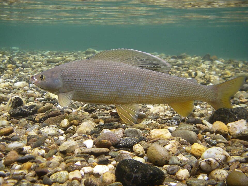 ภาพประกอบของ ปลา arcticus (Thymallus arcticus)