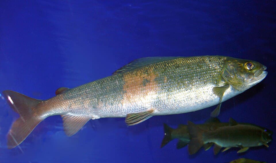 ภาพประกอบของ ปลา baicalensis (Thymallus baicalensis)