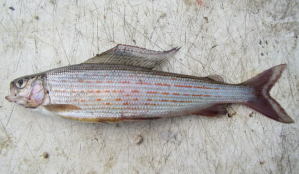 ภาพประกอบของ ปลา tugarinae (Thymallus tugarinae)