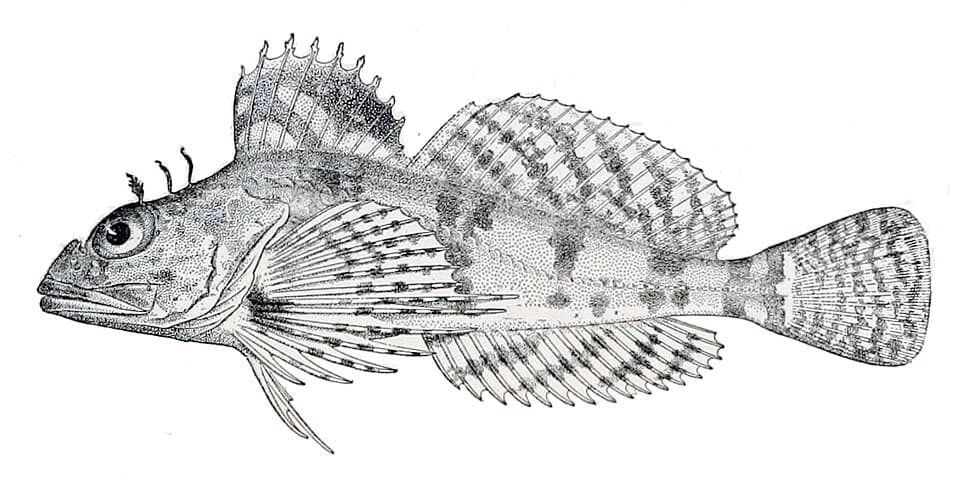 ภาพประกอบของ ปลา anoplus (Thyriscus anoplus)