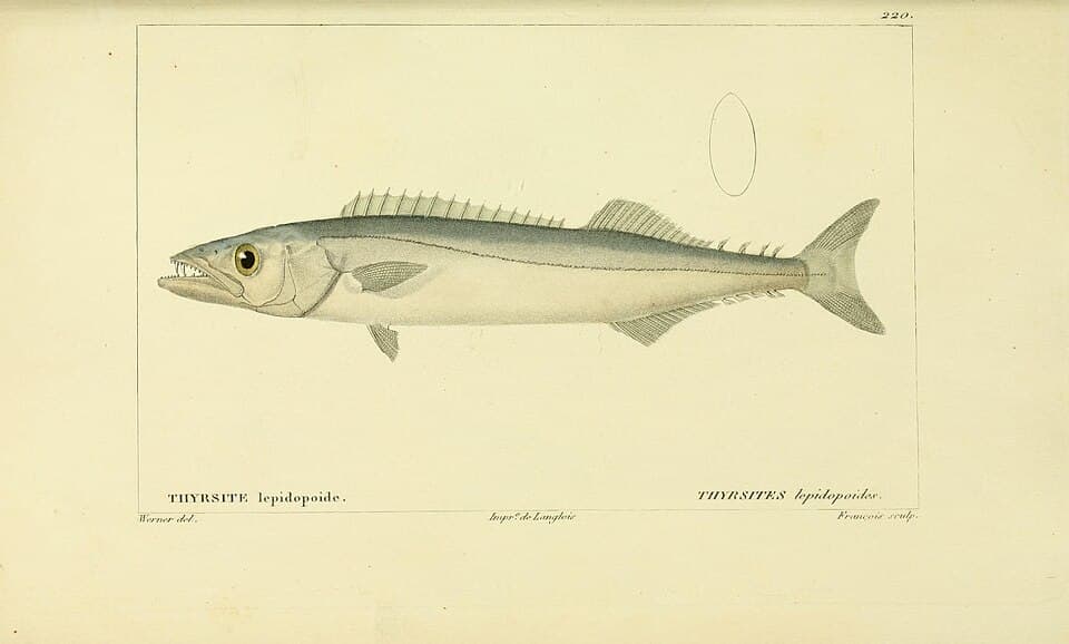 ภาพประกอบของ ปลา lepidopoides (Thyrsitops lepidopoides)
