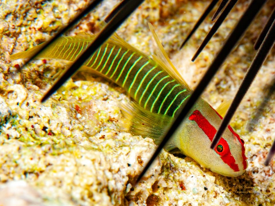 ภาพประกอบของ ปลาบู่บู่ (Tigrigobius harveyi)