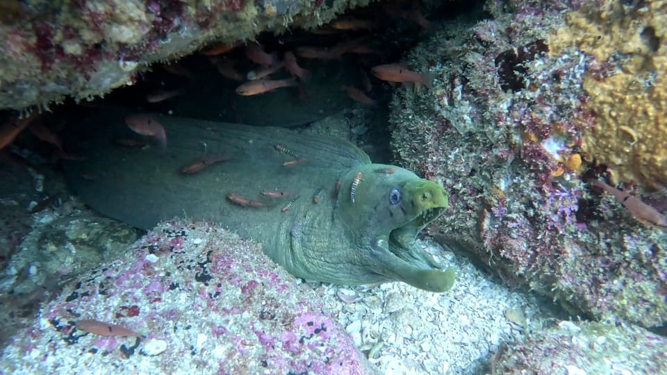 ภาพประกอบของ ปลาบู่บู่ (Tigrigobius limbaughi)