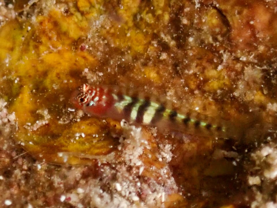 ภาพประกอบของ ปลาบู่บู่ (Tigrigobius pallens)