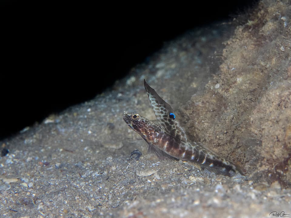 ภาพประกอบของ ปลาบู่ dorsostigma (Tomiyamichthys dorsostigma)