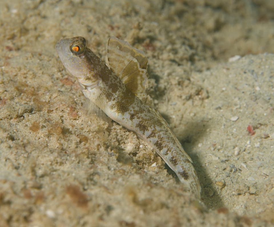 ภาพประกอบของ ปลาบู่ gomezi (Tomiyamichthys gomezi)