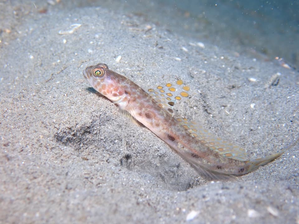 ภาพประกอบของ ปลาบู่ lanceolatus (Tomiyamichthys lanceolatus)