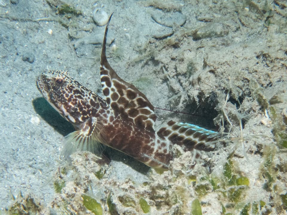 ภาพประกอบของ ปลาบู่ smithi (Tomiyamichthys smithi)