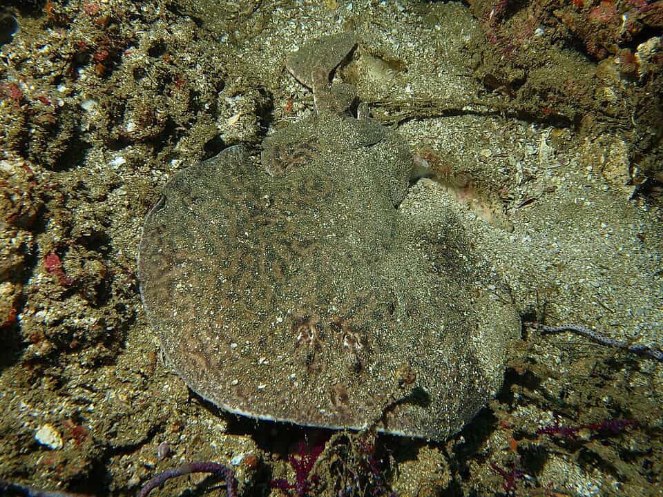ภาพประกอบของ ปลา sinuspersici (Torpedo sinuspersici)